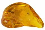 Fossil Fly (Diptera) In Baltic Amber #139016-3
